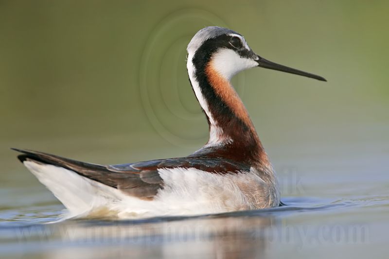 _MG_9873 Wilsons Phalarope.jpg