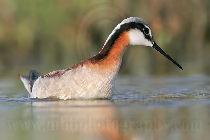 _MG_9929 Wilsons Phalarope.jpg