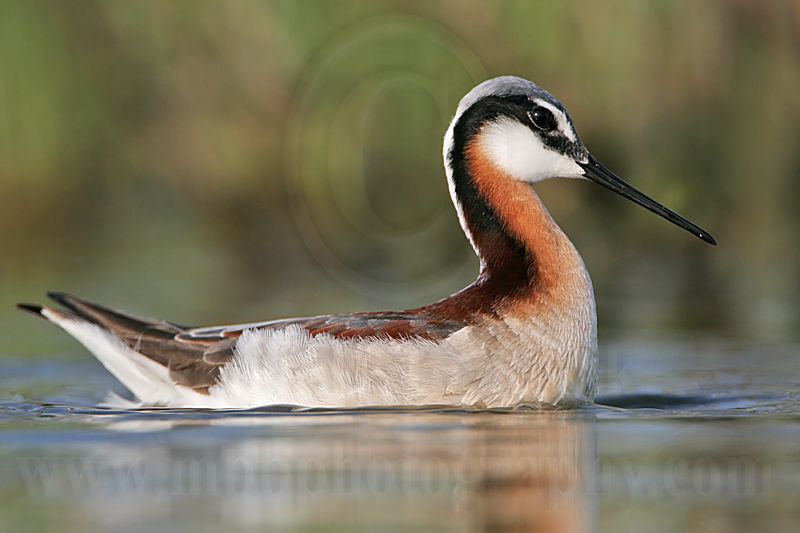 _MG_9935 Wilsons Phalarope.jpg