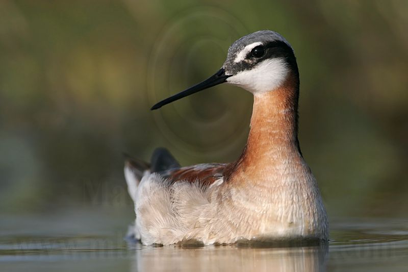 _MG_9958 Wilsons Phalarope.jpg