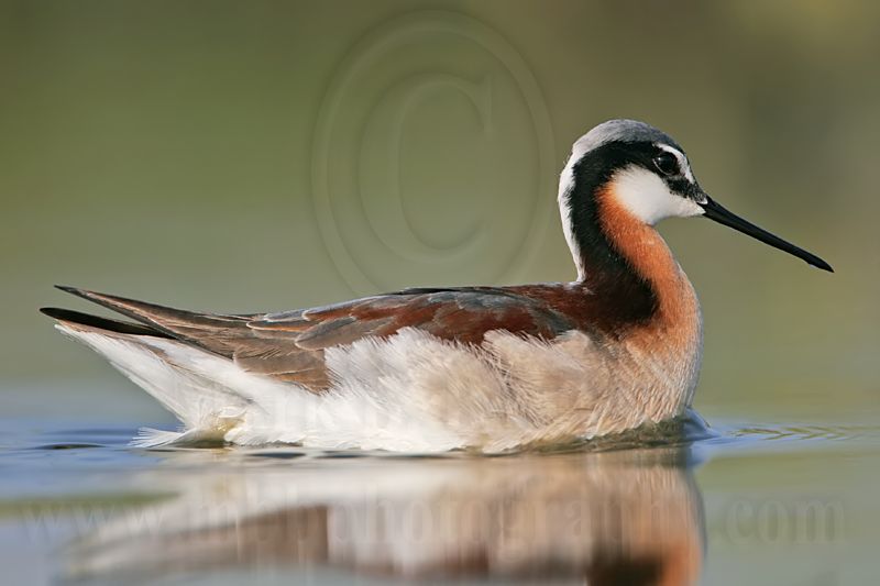 _MG_9963 Wilsons Phalarope.jpg