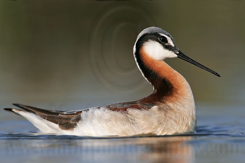 _MG_9987 Wilsons Phalarope.jpg