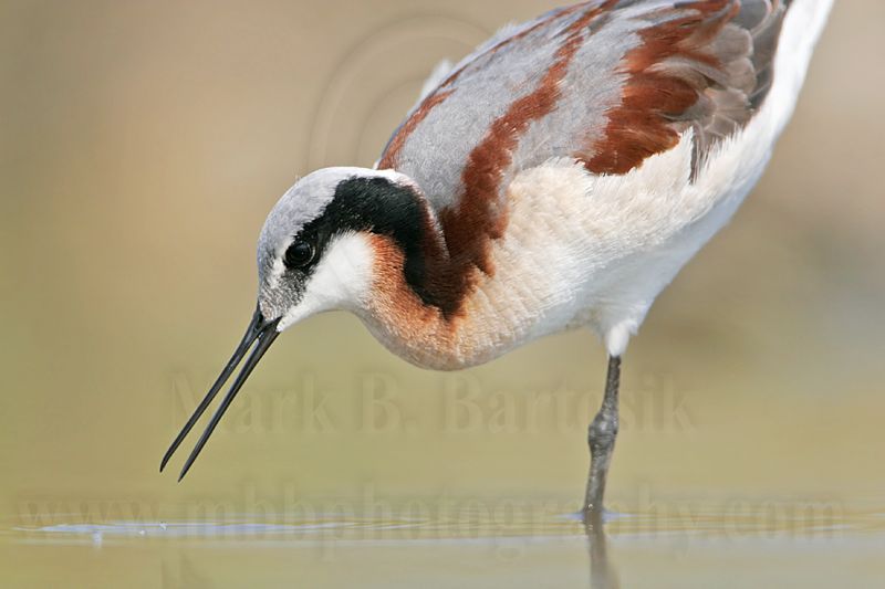 _MG_6988 Wilsons Phalarope.jpg