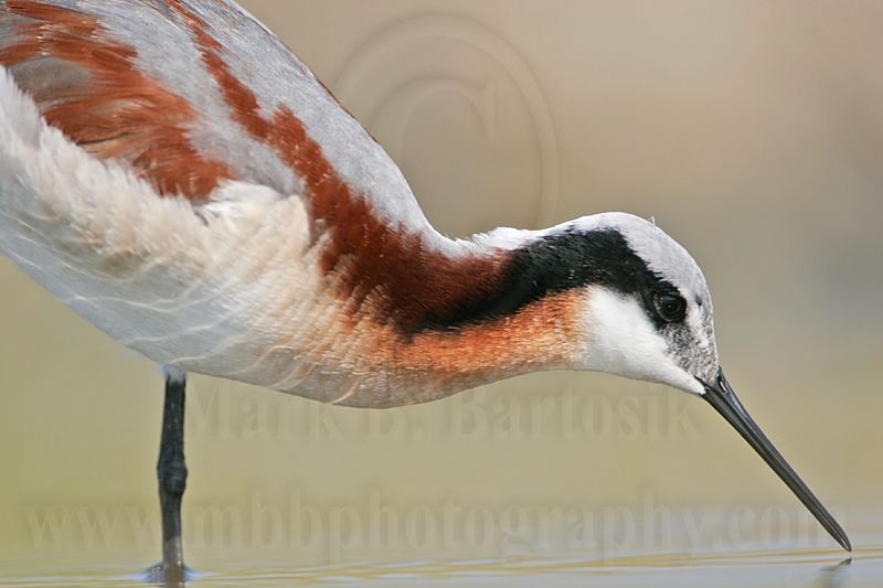 _MG_7066 Wilsons Phalarope.jpg