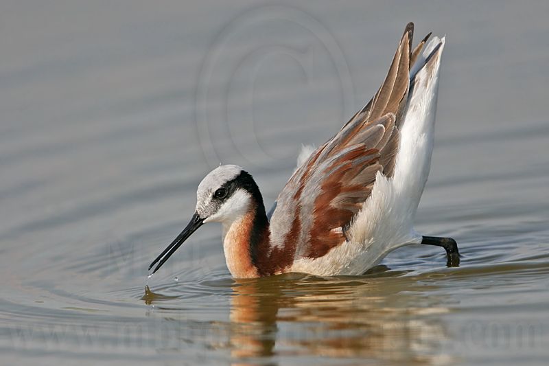 _MG_7274 Wilsons Phalarope.jpg