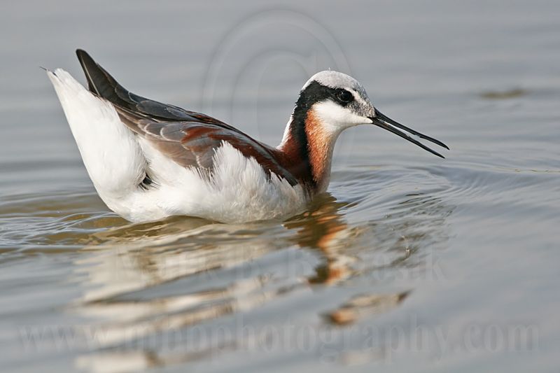 _MG_7293 Wilsons Phalarope.jpg
