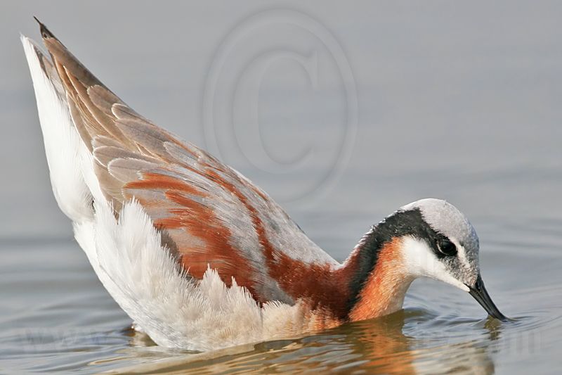 _MG_7305 Wilsons Phalarope.jpg