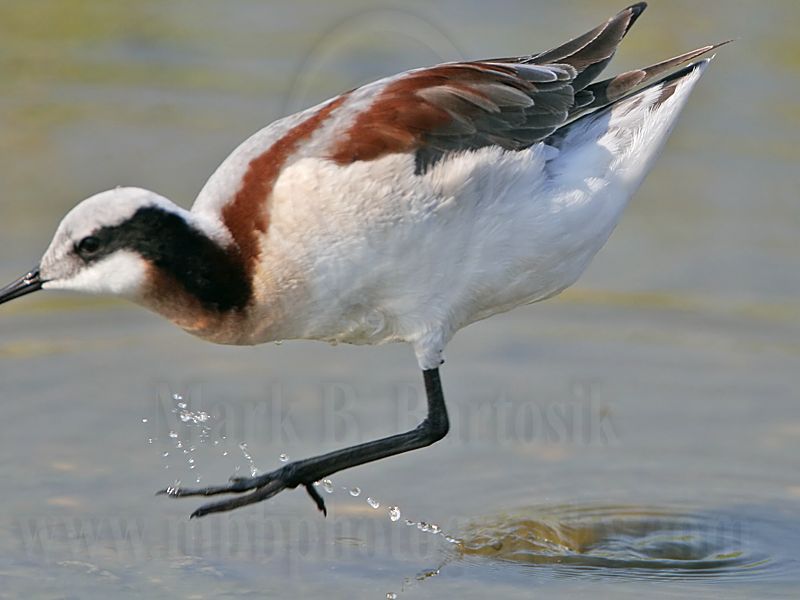 _MG_7316 Wilsons Phalarope.jpg