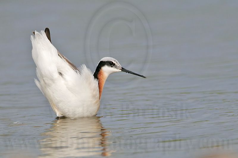 _MG_7690 Wilsons Phalarope.jpg