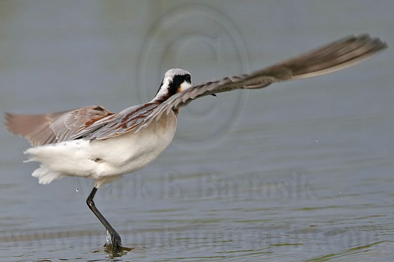 _MG_7692 Wilsons Phalarope.jpg