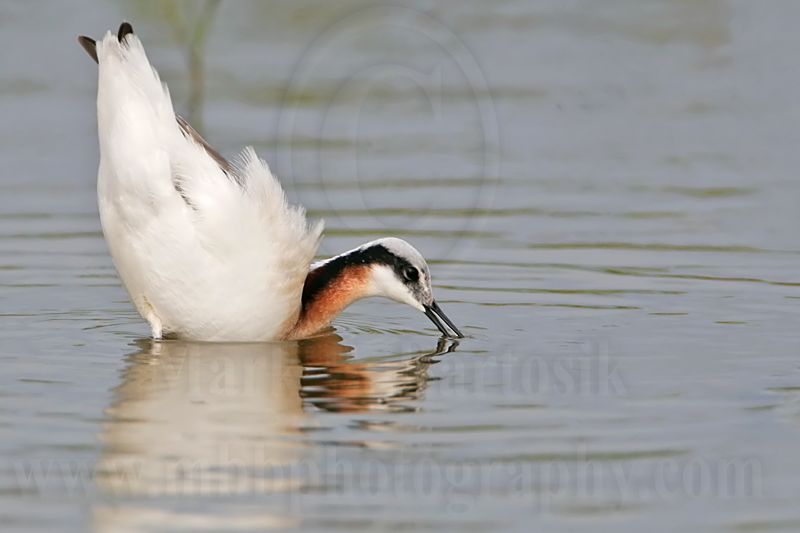 _MG_7702 Wilsons Phalarope.jpg