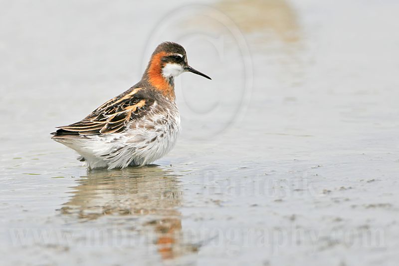 _MG_4526 Red-necked Phalarope.jpg
