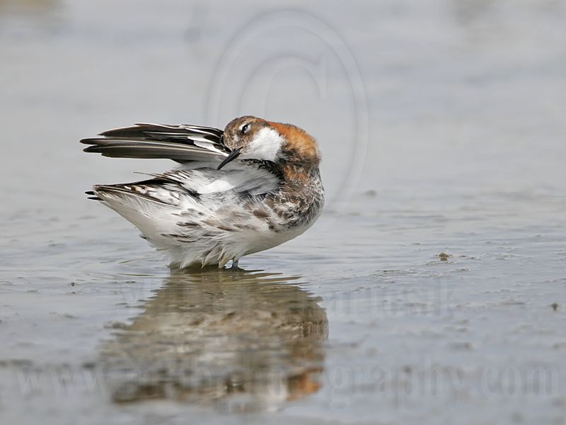 _MG_4556 Red-necked Phalarope.jpg