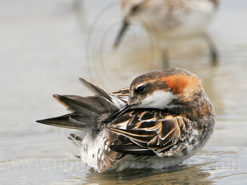 _MG_4574 Red-necked Phalarope.jpg