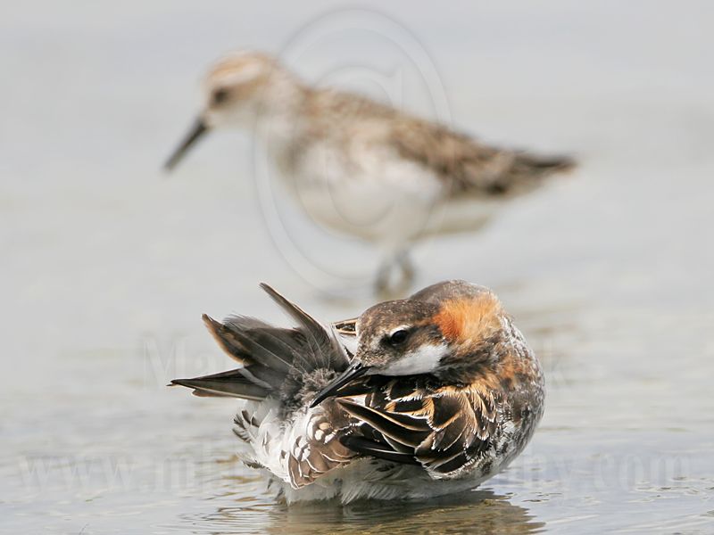 _MG_4575 Red-necked Phalarope.jpg