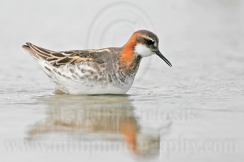 _MG_4761 Red-necked Phalarope.jpg