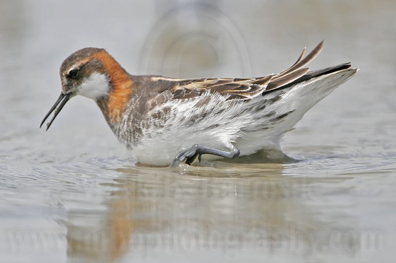 _MG_4940 Red-necked Phalarope.jpg