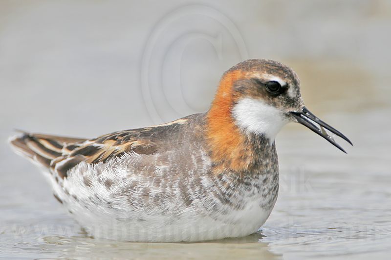 _MG_4948 Red-necked Phalarope.jpg
