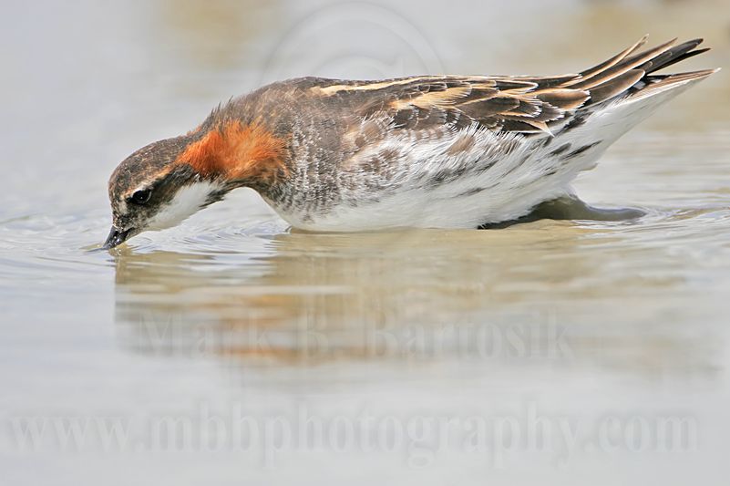 _MG_4959 Red-necked Phalarope.jpg