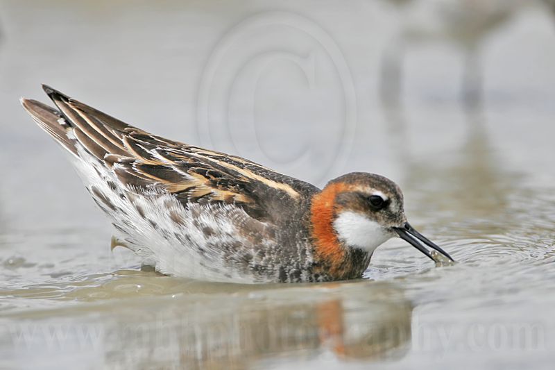 _MG_4962 Red-necked Phalarope.jpg