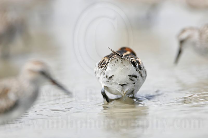 _MG_5132 Red-necked Phalarope.jpg