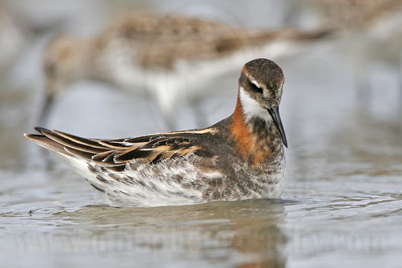 _MG_5329 Red-necked Phalarope.jpg