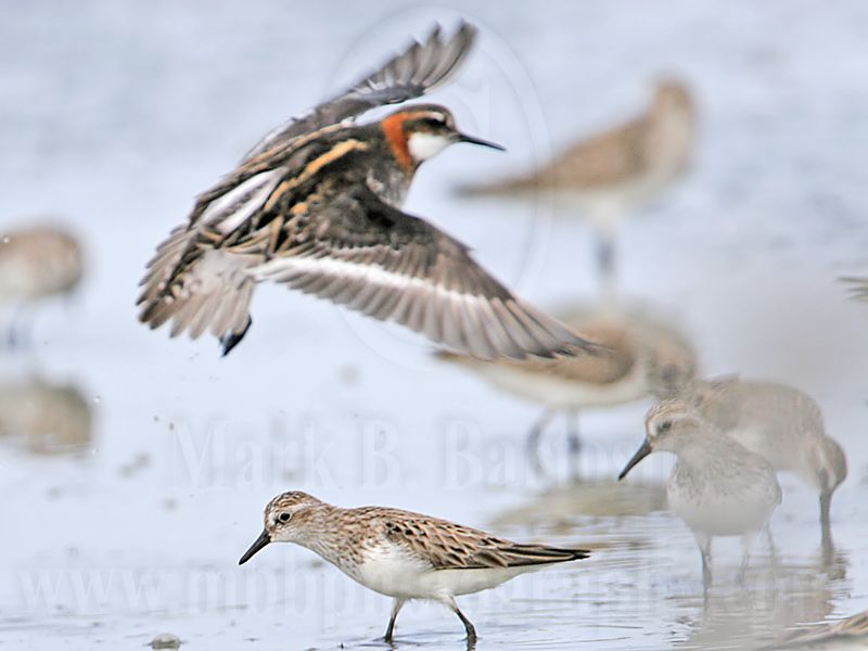 _MG_5614 Red-necked Phalarope.jpg