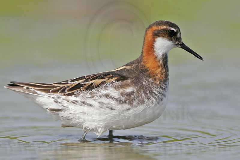 _MG_5736 Red-necked Phalarope.jpg