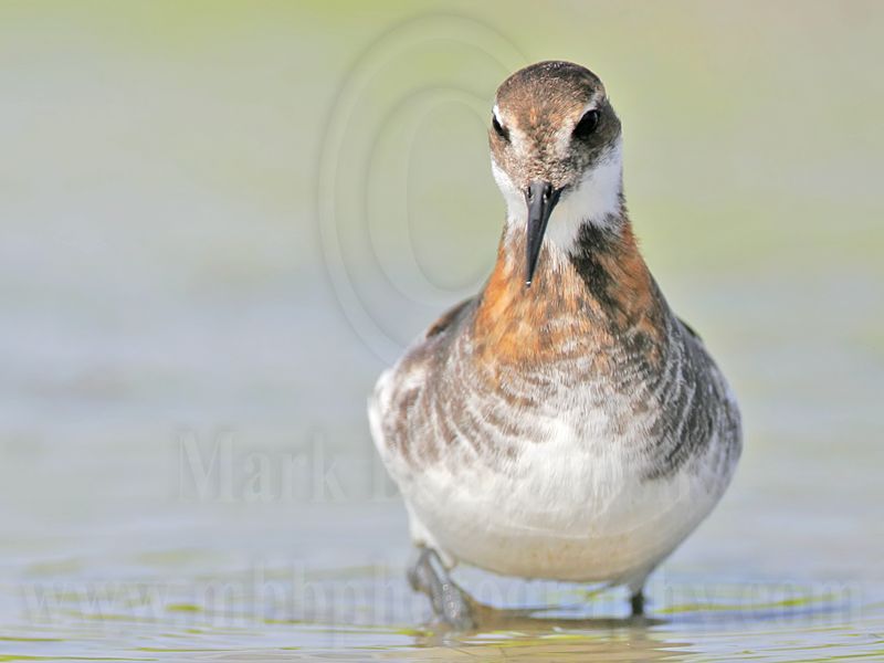 _MG_5745 Red-necked Phalarope.jpg