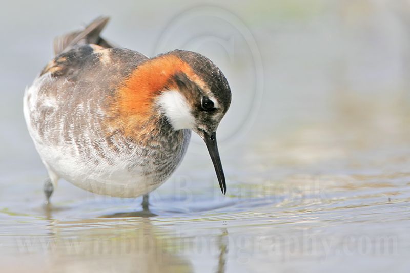 _MG_5747 Red-necked Phalarope.jpg