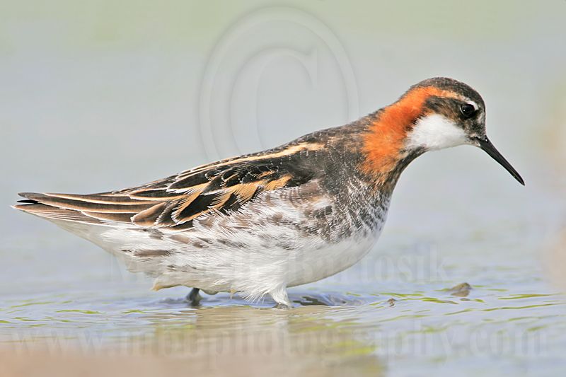_MG_5760 Red-necked Phalarope.jpg