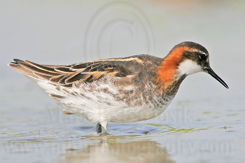 _MG_5764 Red-necked Phalarope.jpg