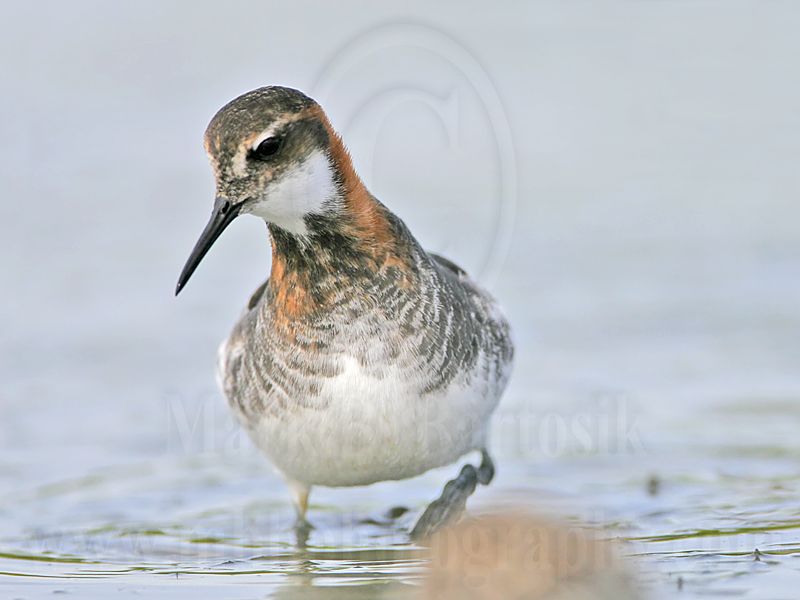 _MG_5774 Red-necked Phalarope.jpg