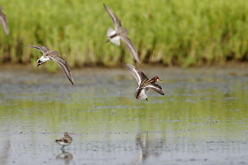 _MG_5923 Red-necked Phalarope.jpg