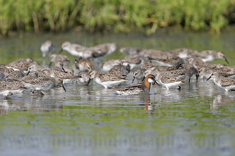 _MG_6075 Red-necked Phalarope.jpg