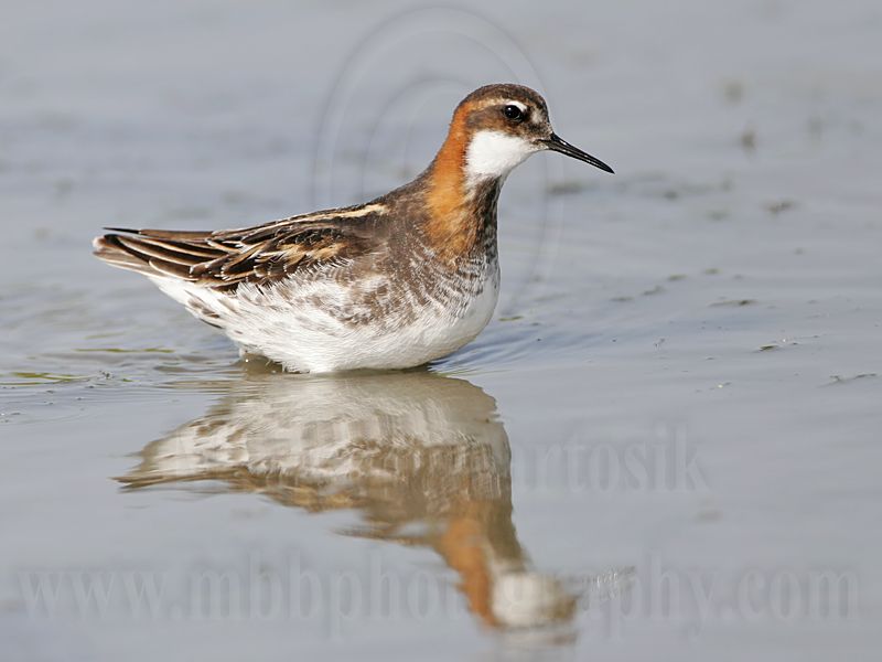 _MG_6141 Red-necked Phalarope.jpg
