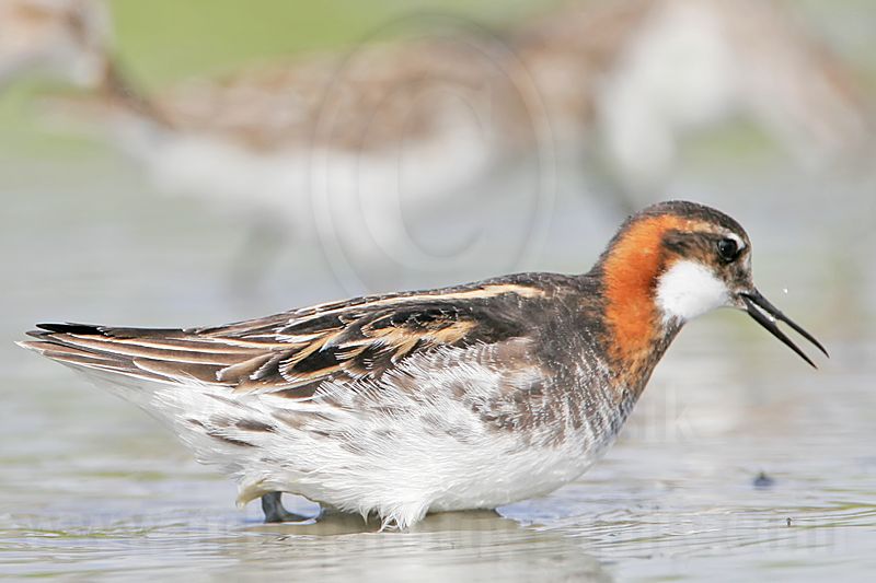 _MG_6179 Red-necked Phalarope.jpg