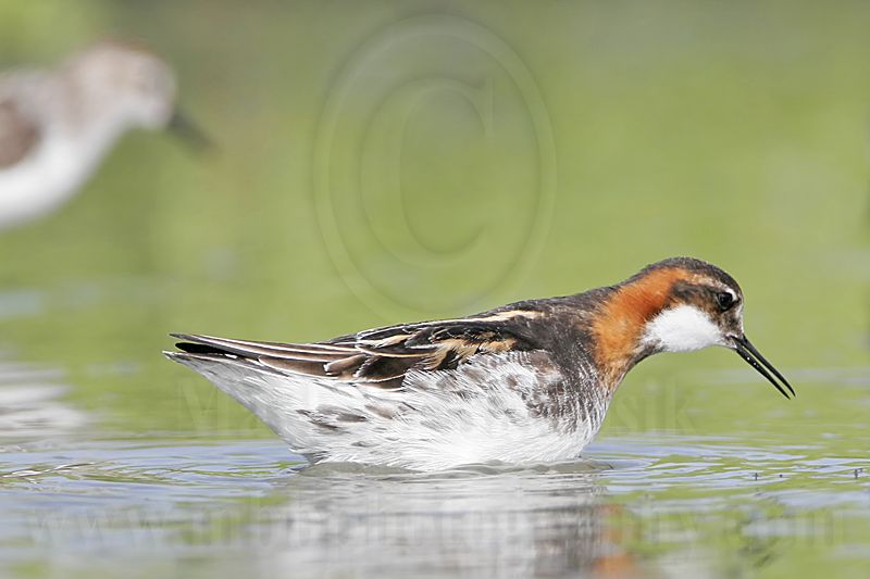 _MG_6264 Red-necked Phalarope.jpg
