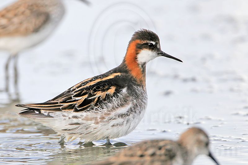 _MG_6305 Red-necked Phalarope.jpg