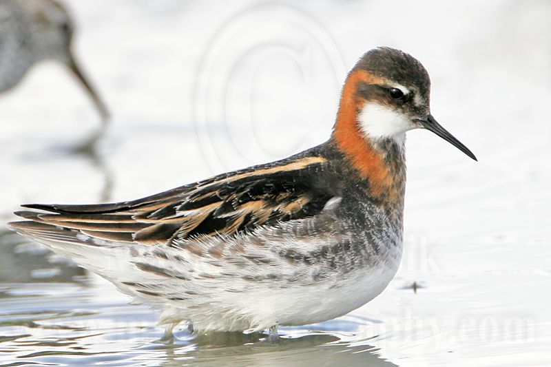 _MG_6315 Red-necked Phalarope.jpg