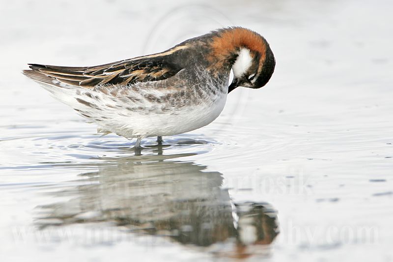 _MG_6317 Red-necked Phalarope.jpg