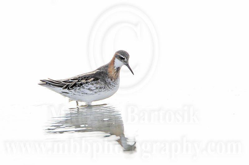 _MG_6377 Red-necked Phalarope.jpg