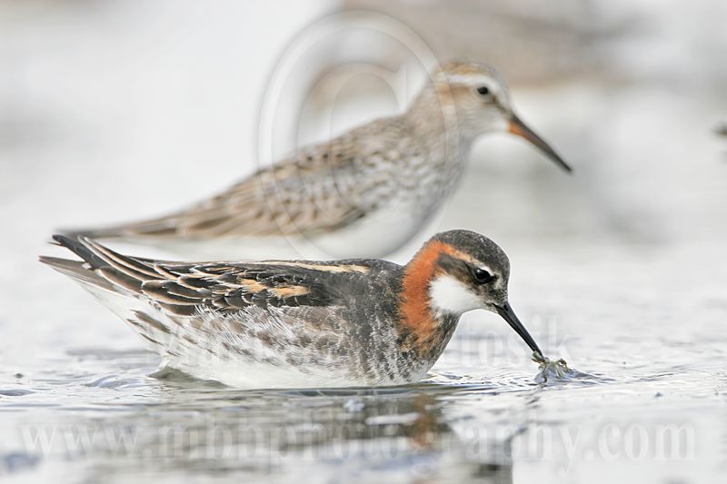 _MG_6522 Red-necked Phalarope.jpg