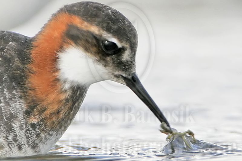 _MG_6522crop Red-necked Phalarope.jpg
