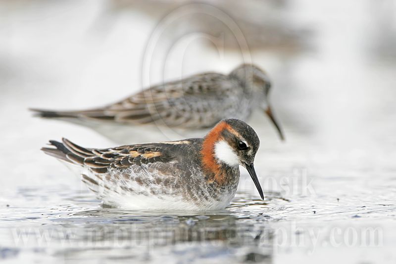 _MG_6523 Red-necked Phalarope.jpg