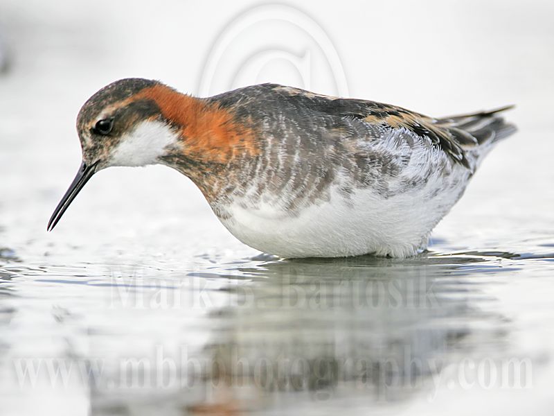 _MG_6551 Red-necked Phalarope.jpg