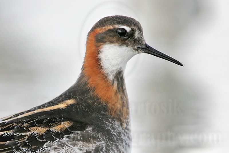 _MG_6560 Red-necked Phalarope.jpg