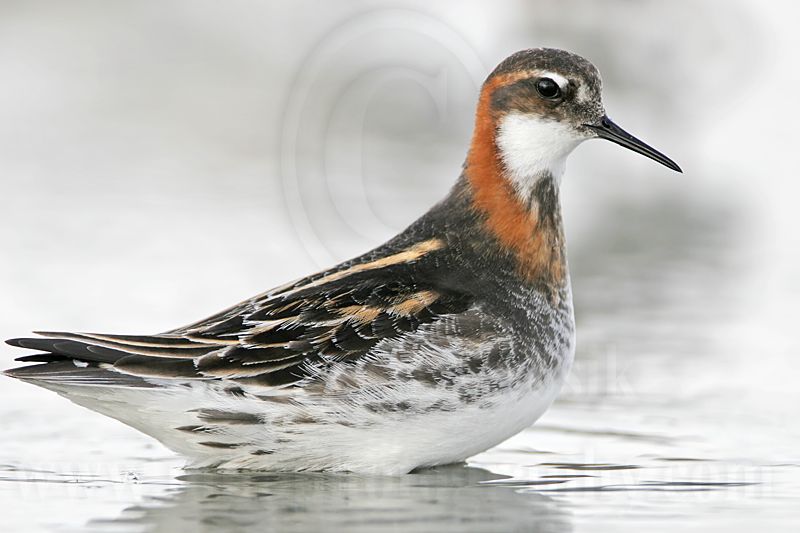 _MG_6561 Red-necked Phalarope.jpg
