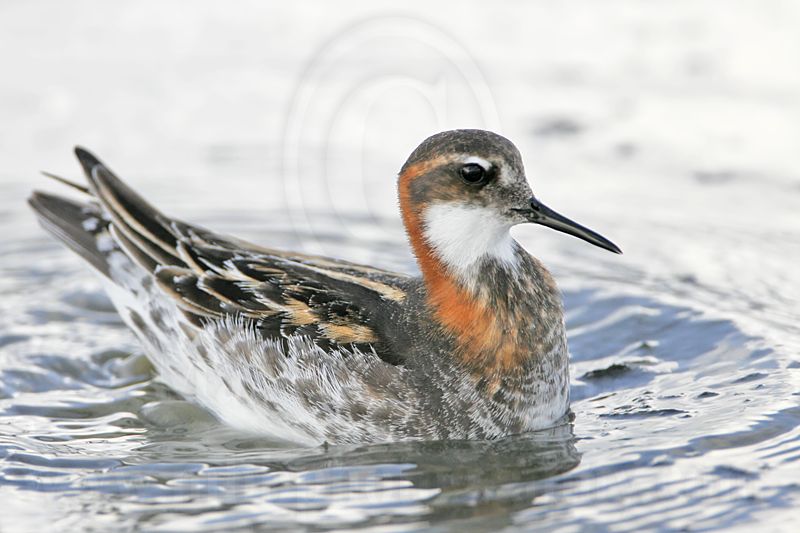 _MG_6611 Red-necked Phalarope.jpg