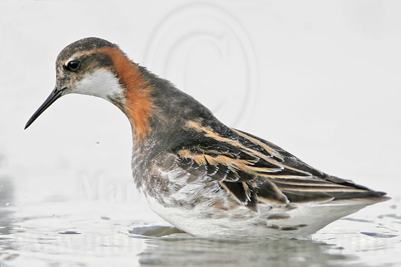 _MG_6632 Red-necked Phalarope.jpg